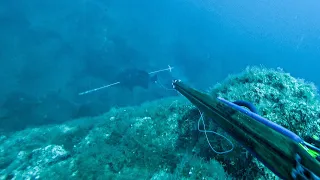 20 Shots in 20 Minutes!😲ULTIMATE Spearfishing Compilation