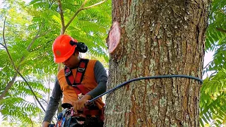 cut red mahogany trees in the hills - stihl ms 881 chainsaw