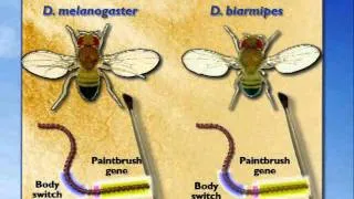 Evo-Devo: Paintbrush Gene