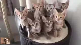 Best funny cats. Лучшие видео с котами. Новейшие приколы 2015