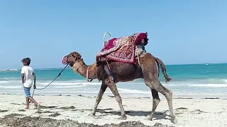остров Джерба | Тунис | 2023 Верблюд, море, ракушки, горячий песок