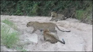 leopard mating two make leopards one female Cute amazing animals