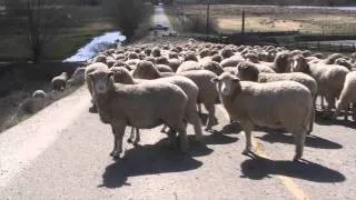 Spring Sheep Drive