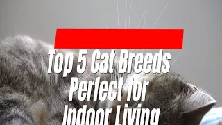 Top 5 Cat Breeds Perfect for Indoor Living