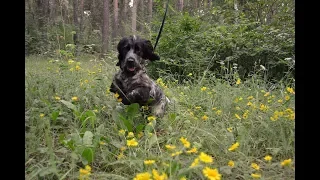 Как растет и развивается щенок! Русский охотничий спаниель !РОСSpaniel puppy Chelyabinsk