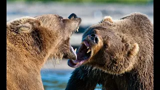 Гризли  Самый опасный медведь в мире!Интересные факты о медведях. Так ли он ужасен?