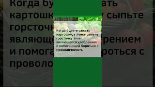 Положите Это в Лунку при Посадке Картофеля от Проволочника и Увеличения Урожая в 2 раза! #shorts