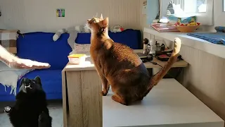 Дрессированный абиссин Джуфф. Trained abyssinian cat Amber Sir Juffin.