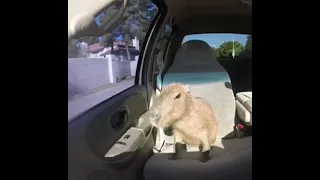 capybara kills grandfather in stolen car and screams 'I'm Jesus'