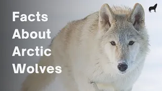 20 Awesome Facts About Arctic Wolves - Arctic Wolf Facts!