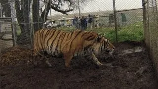 Big Cats and Other Exotic Animals Rescued in Kansas