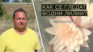 Бивш военен отглежда най-голямата колекция от водни лилии край Плевен