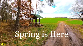 Over 20 Minutes Of Spring Walk | 4K | ASMR | Nature Hike | Forest Trail | Pure Sounds Of Walk