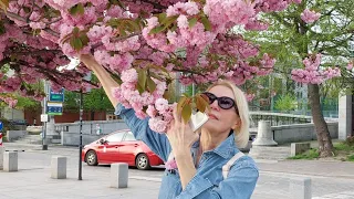 Добро пожаловать в прекрасный цветущий  Краков!//Ешь,гуляй,смотри...//☀️🌿🥨