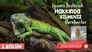 İguana bakımı özellikleri ve İguana teraryumu nasıl olmalı? Evde İguana bakılır mı