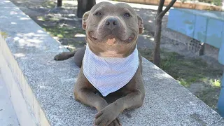 This Smiling Pitbull Dog Will Melt Your Heart 🤣