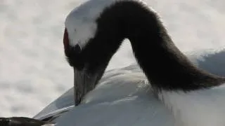 タンチョウ 北国の春　Grus japonensis