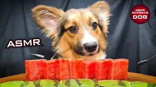 ASMR Mukbang Watermelon 🍉 Corgi Dog Eating 7 🐕