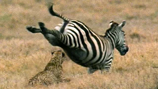 Young Cheetah's Close Call While Hunting | BBC Earth