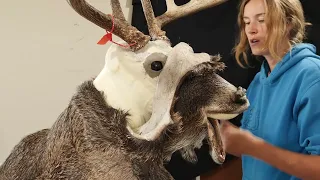 How to Mount a Deer THE EASY WAY | Part 3 Tucking Eyes, Nose, Lips, Setting Ears and Antlers