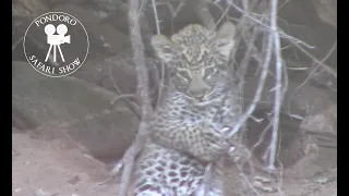 Leopard cub playing with mom