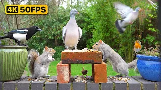 Cat TV for Cats to Watch 😸 Delightful birds & squirrels eat on a wall 🕊🐿 Bird videos for cats