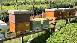 Arıların saldırısına uğradım!! 28 Nisan 2021 | Yeni Gelen arılar | Kara kovanlar için yer yaptık