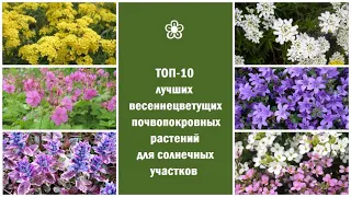 ТОП-10 лучших весеннецветущих почвопокровных растений для солнечных участков