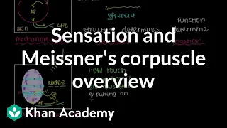 Overview of Sensation and Meissner's Corpuscle | NCLEX-RN | Khan Academy