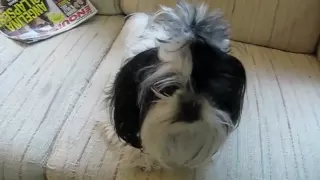 Shih Tzu gets real mad.