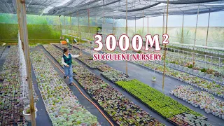 Let's take a walk around 3000m2 succulent nursery // Joy Garden Succulent 🤩💚