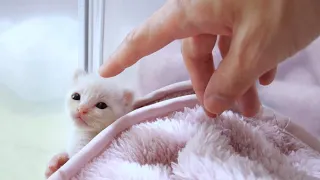 A small kitten purrs loudly [Please turn on subtitles to watch]