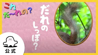 【赤ちゃんが泣きやむ】シナぷしゅ公式これだ～れの？まとめ2【東大赤ちゃんラボ監修！知育】