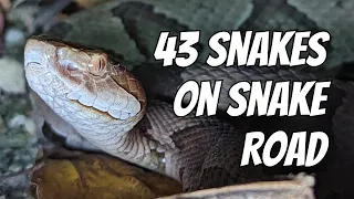 43 Snakes on Snake Road | Field Herping Illinois