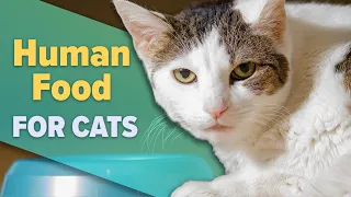 Are Human Foods Bad For Cats?