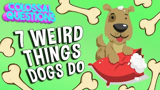 7 WEIRD Things Dogs Do | COLOSSAL QUESTIONS