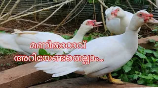 #Manitharave മണിതാറാവ് അറിയേണ്ടതെല്ലാം|Muscovy Duck #flyingduck#manitharavefeatures #TheWorldofJoAsh