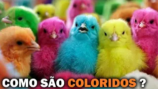 A HISTÓRIA POR TRÁS DAS CORES DOS PINTINHOS COLORIDOS