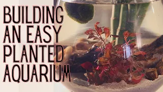 Easy Planted Aquarium - Indoor Water Garden Setup