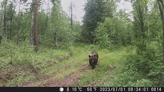 Изюбриха с пополнением и медведь по дороге на солонец!