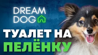 Туалет на пеленку 🐶 Как отучить собаку писать и гадить дома на пол 🐕 Приучить щенка ходить в лоток 🐩