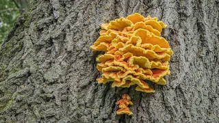 How to Clean Chicken of the Woods