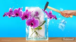 Formas fáciles de ayudar a las orquídeas a florecer y crecer de nuevo