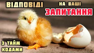 УВАГА‼️Про ІНКУБАЦІЮ, КУРЧАТ, провітрювання, ДАТЧИКИ, та все інше‼️Відповіді на ваші ЗАПИТАННЯ