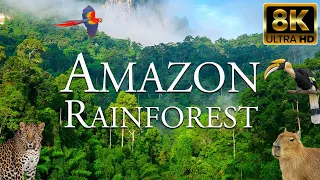 Amazon Rainforest 8K ULTRA HD | Nature Sounds with Animals | Wildlife of Amazon Jungle