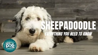Sheepadoodle Dog Breed Guide | Dogs 101 - Sheepadoodle