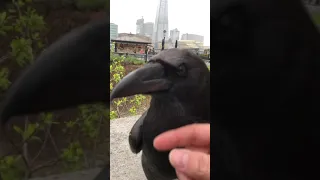 Raven trust