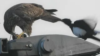 #44 Mäusebussard wird von Elstern attackiert. Buzzard attacked by Magpies @Kiezfoto-berlin