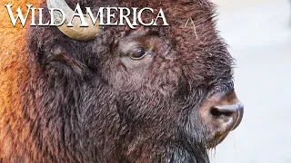 Wild America | S3 E9 People of the Bison | Full Episode HD