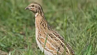 Quail decoy.Манок на перепела .